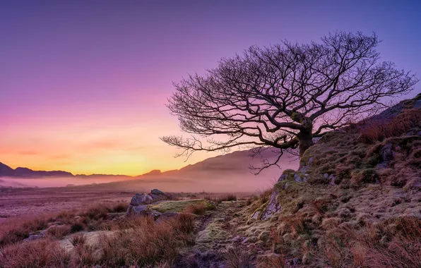 Picture landscape, nature, fog, tree