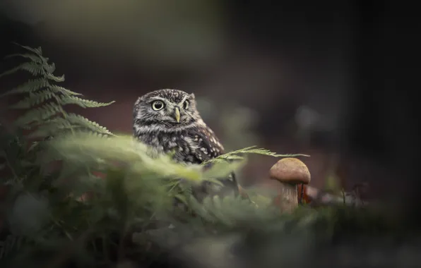 Picture leaves, nature, owl, bird, mushroom, fern