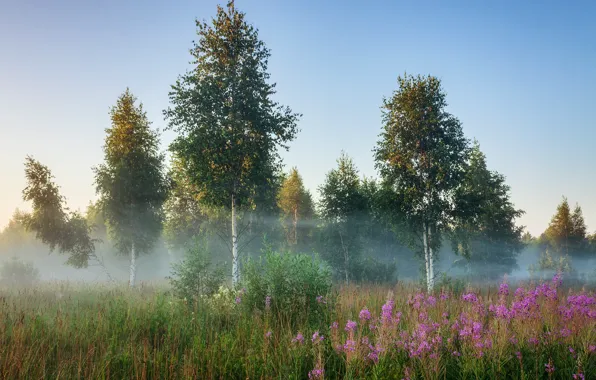 Picture summer, trees, landscape, nature, fog, morning, grass, birch