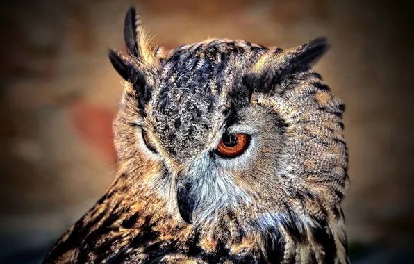 Bird, feathers, owl