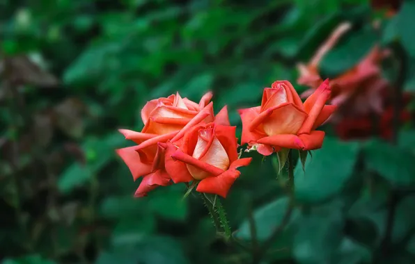 Flowers, red, roses, garden, green background, bokeh