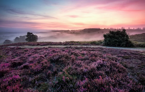 Field, the sky, flowers, fog, haze, shrubs, Heather