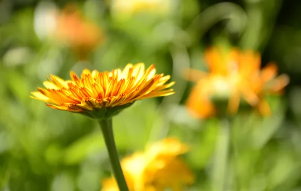 Picture macro, orange, yellow, green