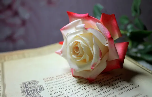 Rose, Flower, page, book