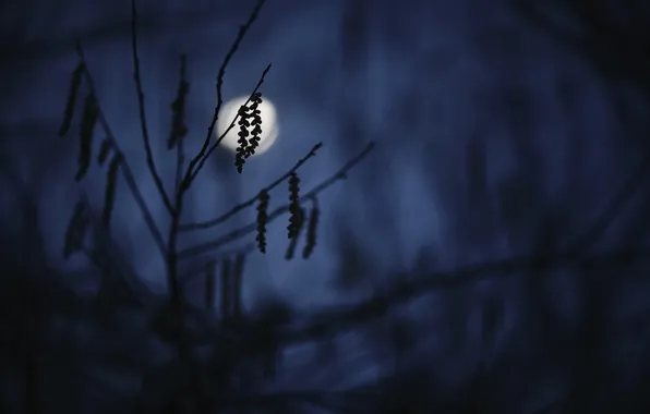 Blue, darkness, branch, silhouette, twilight