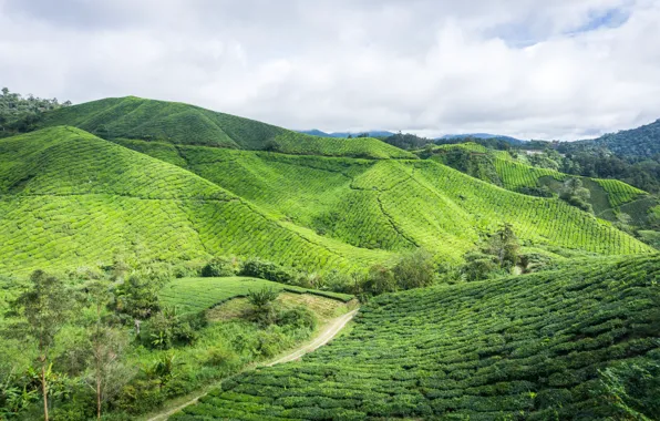 Picture green, nature, hill, highland, malaysia, estate, cameron, cameron highland