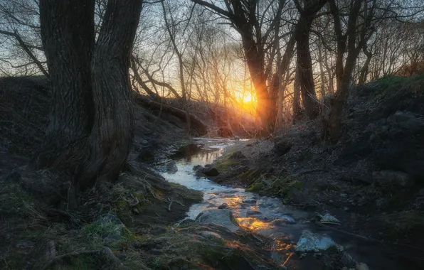 Landscape, nature, spring, Moscow oblast, Dmitry Martynenko, Dawn by the stream