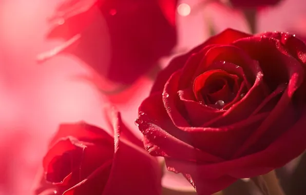 Drops, macro, light, flowers, roses, bouquet, red, pink background