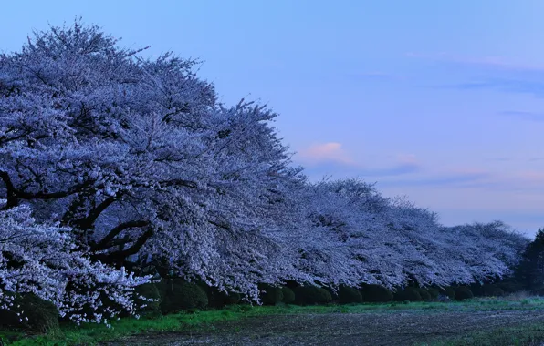 Japan, the evening, Sakura, japan, evening, sakura, cherry blossoms, Park in the Prefecture Kitakami