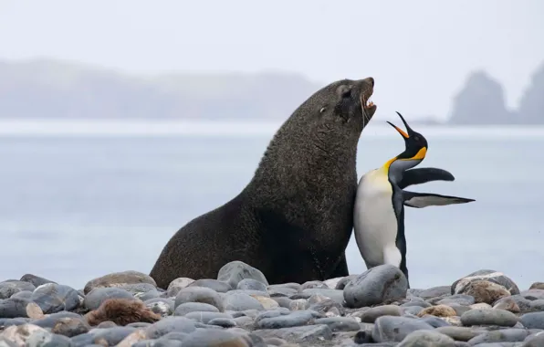 Picture Stones, Two, Coast, Seal, Penguin, Royal penguin, Antarctic Seal, The southern part of the Atlantic …