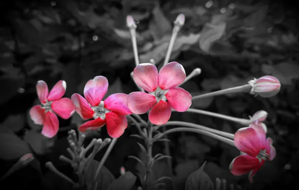 Macro, nature, petals