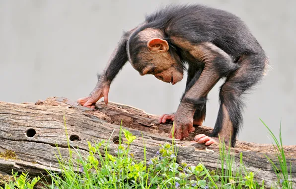 Nature, baby, monkey