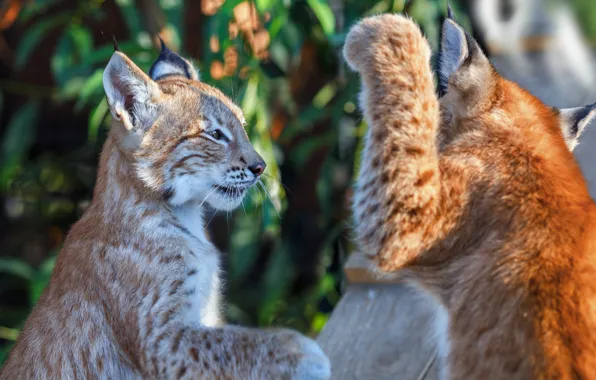 Picture animals, nature, the game, predators, pair, lynx, Oleg Bogdanov