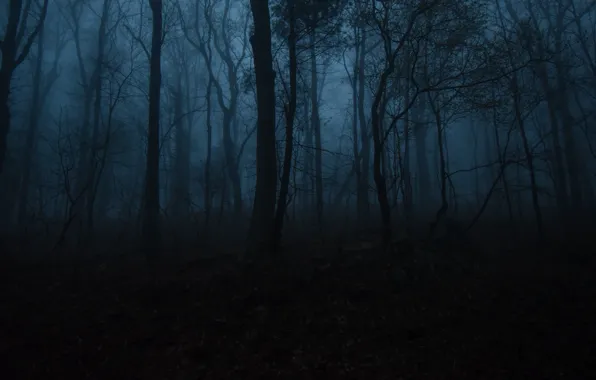 Forest, trees, night, nature, fog, twilight