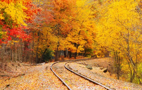Autumn, trees, rails