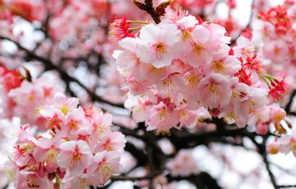 Branches, blur, Sakura, flowering