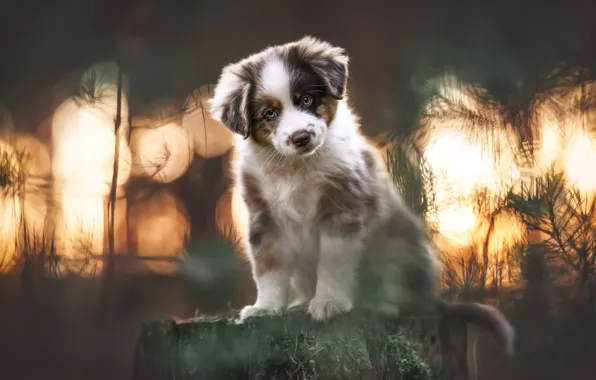 Look, face, stump, portrait, dog, puppy, Aussie
