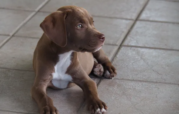 Picture dog, puppy, brown