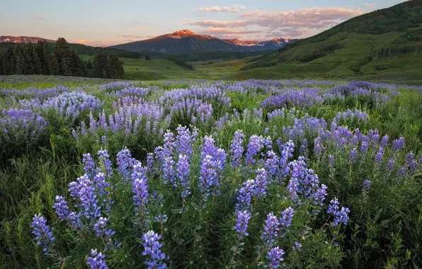 Picture greens, field, forest, summer, the sky, clouds, flowers, mountains