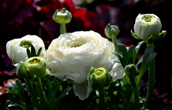 Macro, flowers, garden, white, buds, buttercups, Ranunculus