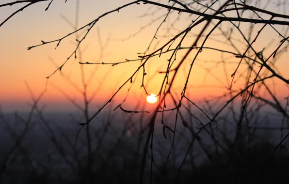 Cold, winter, the sky, the sun, trees, branches, Sunset