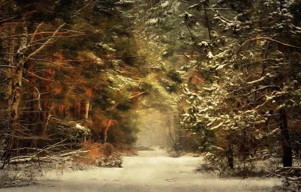 Picture winter, road, forest, digital painting