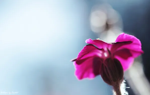 Picture flower, purple blur, zim2687