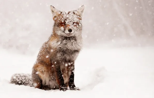 Picture Fox, Winter, Snow
