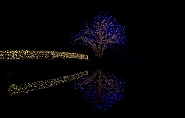 Water, night, bridge, lights, reflection, river, tree, river
