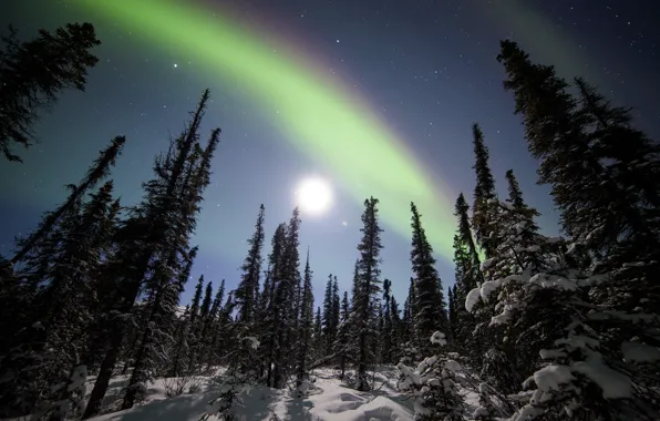 Winter, forest, snow, trees, stars, Northern lights, ate, Alaska