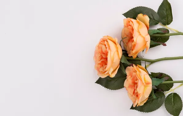 Flowers, roses, bouquet, orange, fresh, flowers, orange, roses