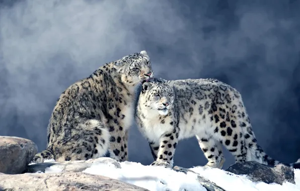 Winter, snow, fog, stones, pair, snow leopard, two, snow leopards