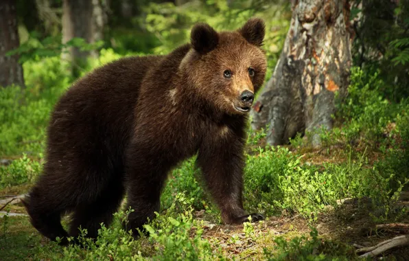 Forest, light, bear, brown