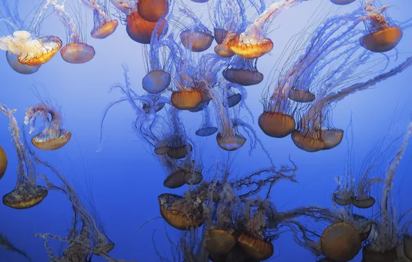Sea, the ocean, jellyfish