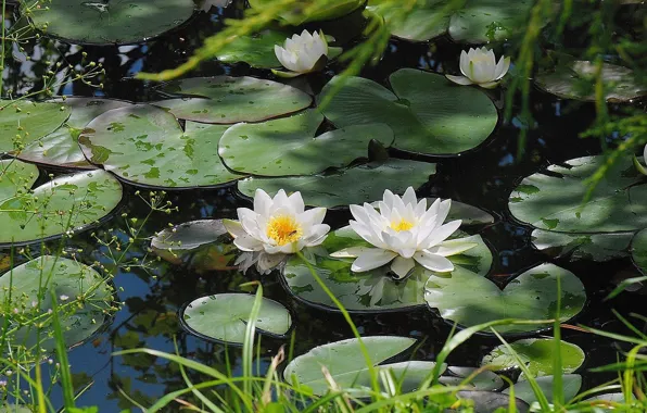 WATER, DROPS, GREENS, LEAVES, WHITE, FLOWERS, POND, SURFACE