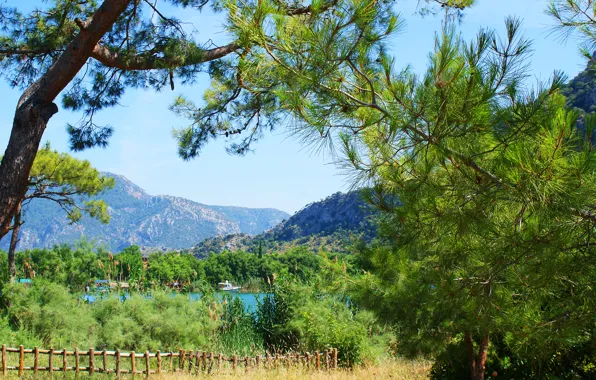Picture trees, landscape, mountains, nature, pine