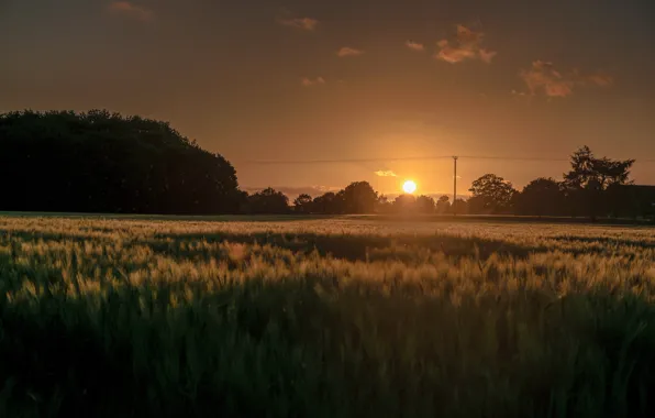Picture the sky, the sun, clouds, trees, sunrise, dawn, Field, morning