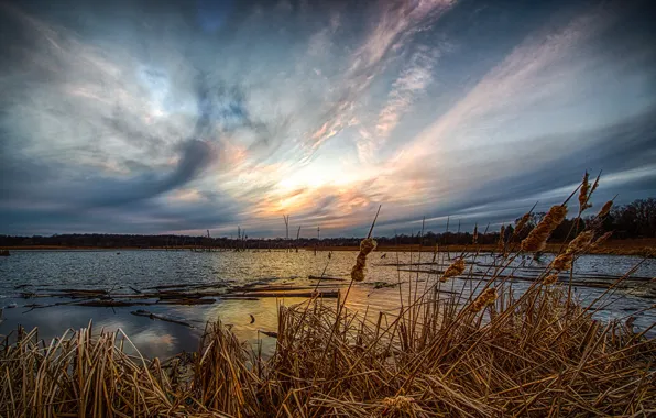Nature, lake, morning