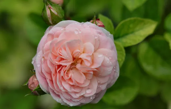 Drops, macro, roses, buds