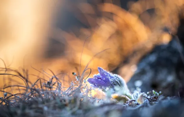 Frost, flower, grass, light, snow, nature, lilac, glade