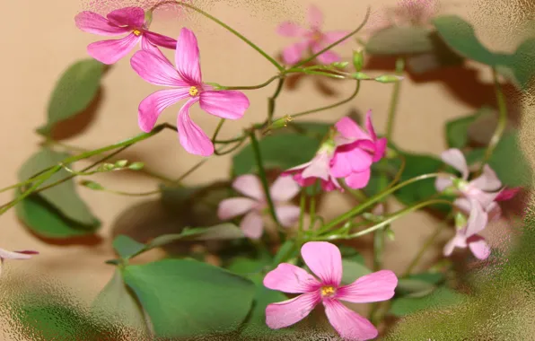 Flowers, beauty is in simplicity, spring, Oxalis, author's photo by Elena Anikina