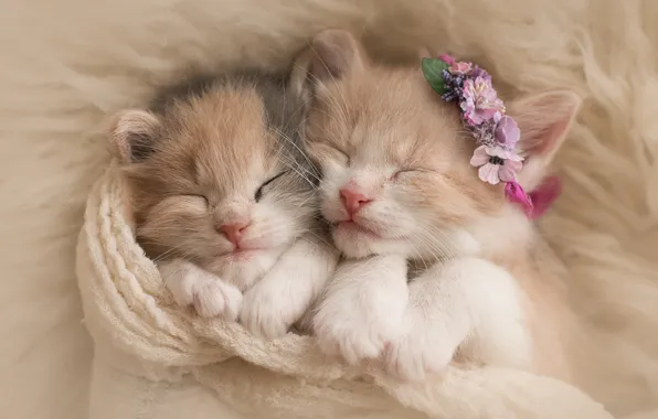 Picture flowers, animal, sleep, scarf, pair, fur, kitty, wreath