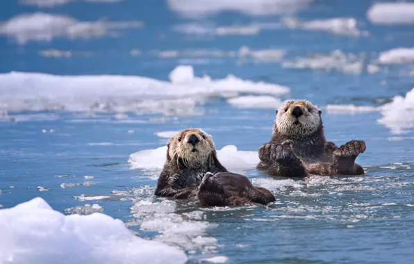 Sea, ice, Alaska, USA, Kalan