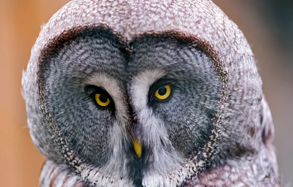 Owl, Lapland Owl, great grey owl, Great Grey Owl