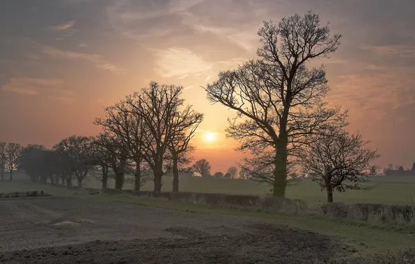 Trees, landscape, sunset, fog
