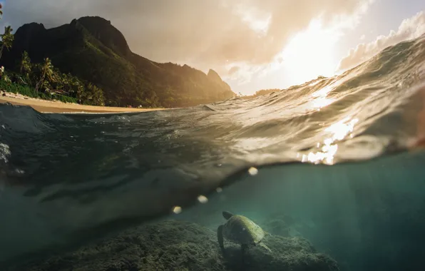 Picture sea, the ocean, turtle