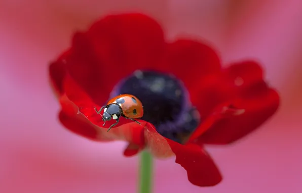 Picture flower, macro, Mac, ladybug, flower, macro, poppy, ladybug