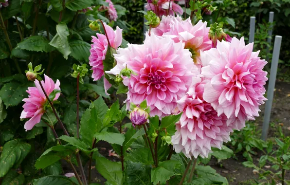 Pink, pink, color, dahlias, Dahlia's