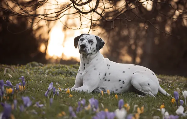 Flowers, branches, nature, dog, crocuses, Dalmatian