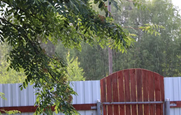 Rain, village, the shower